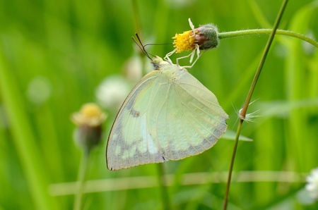 beautiful Lemon Emigrant butterfly (Catopsilia pomona)on flower near the road trackの写真素材