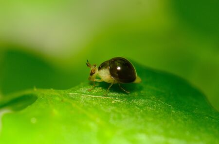 beautiful insect standing on green leaf in tropical area