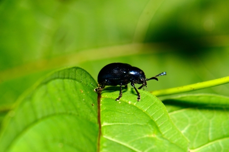 beautiful insect standing on green leaf in tropical areaの写真素材
