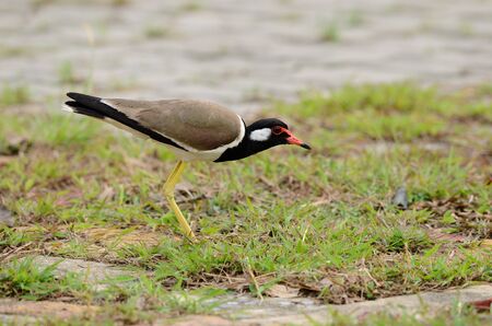 beautiful red-wattled lapwing  Vanellus indicus  on ground