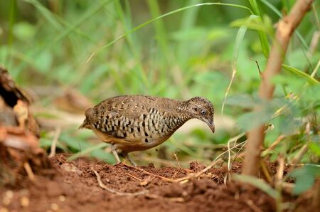 beautiful male barred buttonquail  Turnix suscitator  feeding on groundの写真素材