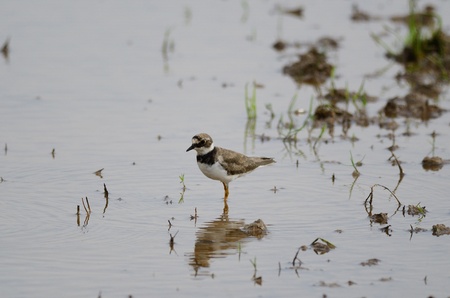 beautiful little ringed plover  Charadrius dubius in paddyfields area 