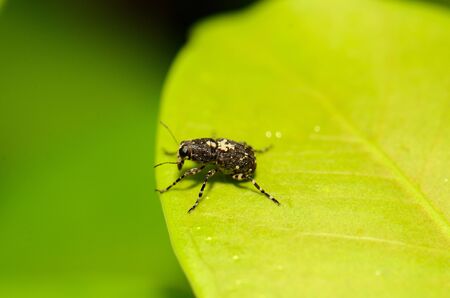 beautiful weevil beetle standing on green leaf