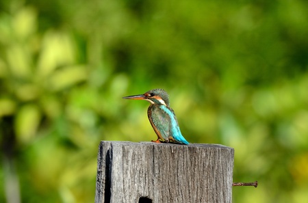 beautiful female common kingfisher  Alcedo atthis  sitting on branchの写真素材