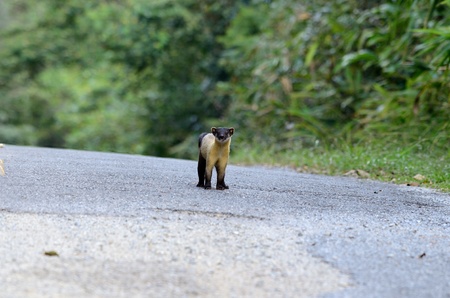 beautiful male Yellow-throated Marten  Martes flavigula  at Thai national park
