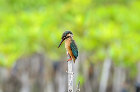 beautiful female common kingfisher  Alcedo atthis  sitting on branchの写真素材