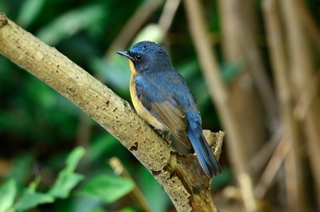 beautiful male hill blue flycatcher  Cyornis banyumas  possingの写真素材