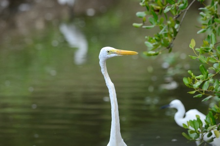 beautiful Great egret  Ardea alba  looking for fish at sea shoreの写真素材