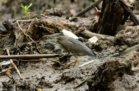 beautiful Little Heron  Butorides striata standing on  at mangrove-forestの写真素材
