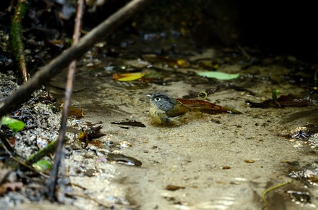 beautiful gray-cheeked fulvetta  Alcippe morrisonia  showering in Thai forestの写真素材