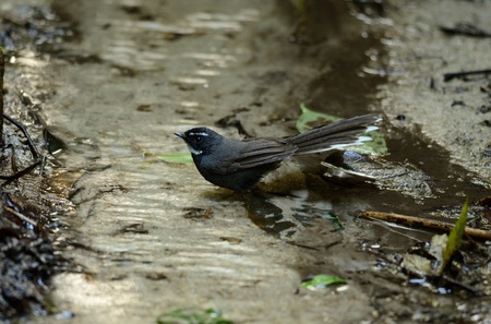 beautiful White-throated Fantail  Rhipidura albicollis  showering in Thai forest