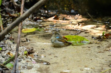beautiful female small niltava  Niltava macgrigoriae  showering in Thai forestの写真素材