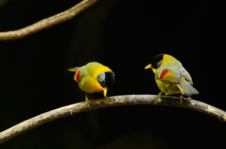 beautiful male and female silver-eared mesia  Leiothrix argentauris  in Thai forestの写真素材