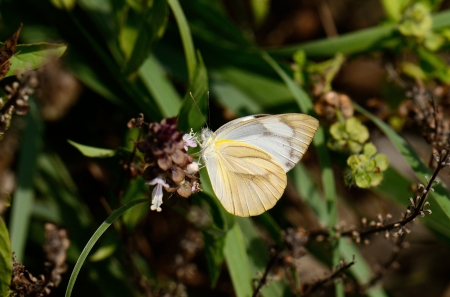 beautiful Common Albatross butterfly  Appias albina  at flower gardenの写真素材