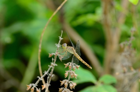 beautiful female Brachythemis contaminata dragonfly in Thai forestの写真素材