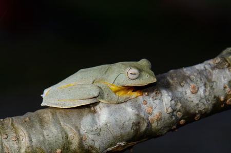 beautiful female Twin-spotted Treefrog  Rhacophorus bipunctatus  on treeの写真素材