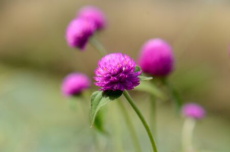 beautiful Globe amaranth flower  Gomphrena globosa Linn   at Thai flower gardenの写真素材