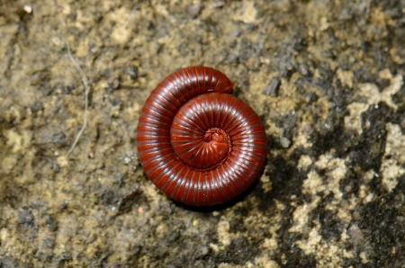 beautiful asian red millipede protecting him self