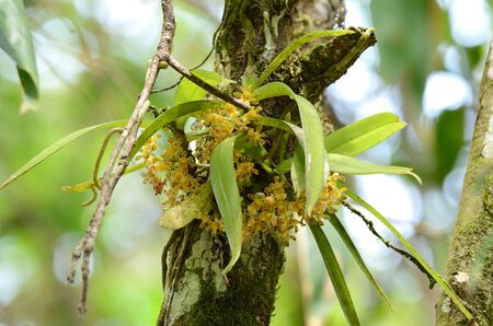 beautiful wild orchid  Acampe papillosa  in forest of Thailandの写真素材