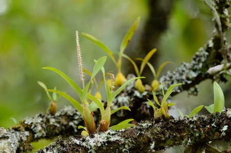 beautiful wild orchid  Eria siamensis  in forest of Thailandの写真素材