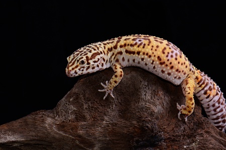 beautiful adult female Bell albino leopard gecko  Eublepharis macularius  as pet