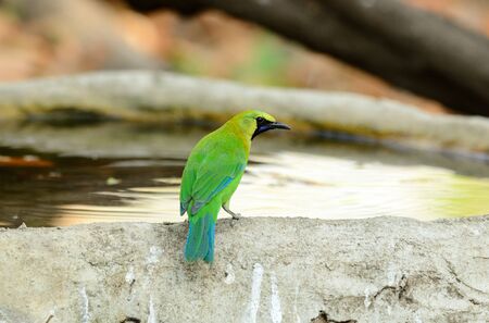 beautiful male blue-winged leafbird  Chloropsis cochinchinensis  in Thailandの写真素材