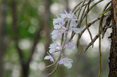 beautiful wild orchid  Dendrobium primulinum  in forest of Thailandの写真素材