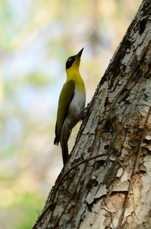 beautiful female Black-headed Woodpecker Picus erythropygius  at Huay Kha Khaeng Wildlife Sanctuary,Thalandの写真素材