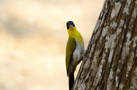 beautiful female Black-headed Woodpecker Picus erythropygius  at Huay Kha Khaeng Wildlife Sanctuary,Thalandの写真素材