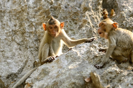 beautiful long-tailed macaque  Macaca fascicularis  on rock hillの写真素材