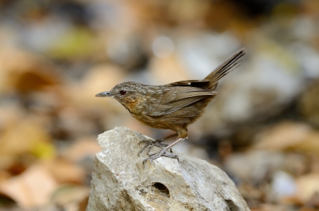 beautiful Limestone Wren Babbler  Napothera crispifrons calcicola  in Thai forestの写真素材
