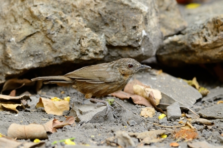 beautiful Limestone Wren Babbler  Napothera crispifrons calcicola  in Thai forestの写真素材