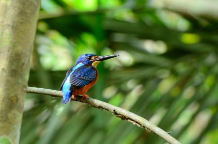 beautiful male blue-eared kingfisher  Alcedo meninting  sitting on branch の写真素材