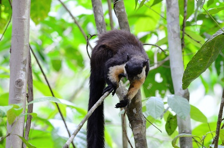 beautiful Black Giant Squirrel  Ratufa bicolor  at Kaeng Krachan National Park,Thailand
