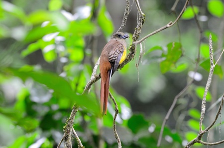 beautiful female Orange-breasted Trogon  Harpactes oreskios  sitting on branch at Kaeng Krachan National Park,Thailandの写真素材