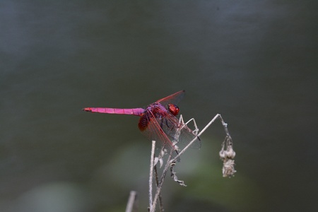 beautiful male Crimson Marsh Glider dragonfly  Trithemis aurora  in Thai forest