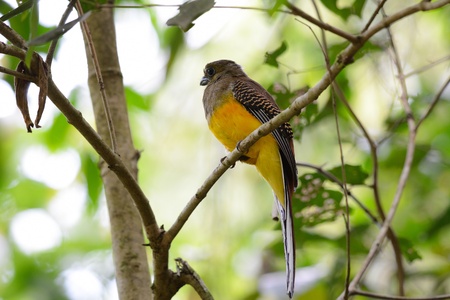 beautiful female Orange-breasted Trogon  Harpactes oreskios  sitting on branch at Kaeng Krachan...