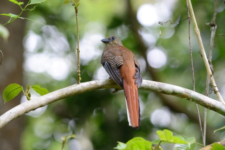 beautiful female Orange-breasted Trogon  Harpactes oreskios  sitting on branch at Kaeng Krachan National Park,Thailandの写真素材