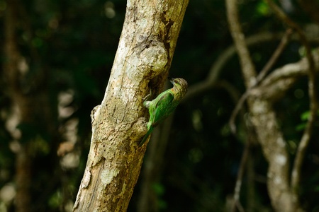 beautiful green-eared barbet  Mgalaima faiostrica  feeding its chickの写真素材