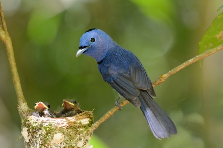 beautiful male black-nape monarch  Hypothymis azurea  protecting his youngsの写真素材