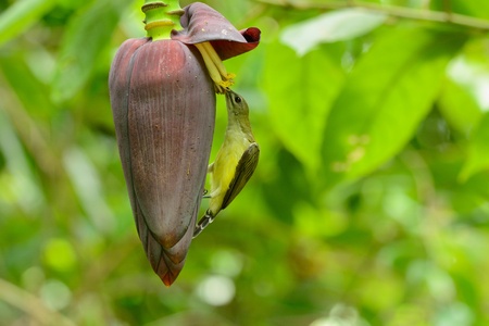 beautiful little spiderhunter  Arachnothera longirostra  possing on flawerの写真素材