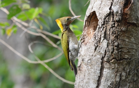 beautiful female Greater Yellownape woodpecker  Picus flavinucha  at her holeの写真素材
