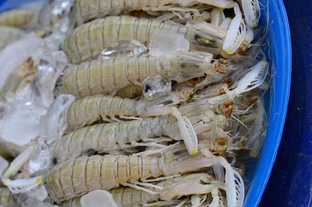 fresh mantis shrimp  Harpiosquilla raphidea  at Thailand marketの写真素材