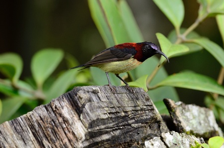 beautiful male black-throated sunbird  Aethopyga saturata  with flowerの写真素材