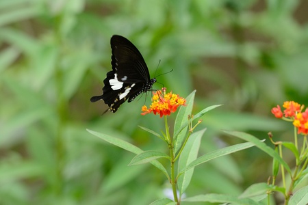 beautiful Black and White Helen butterfly  Papilio nephelus  on flower near the road trackの写真素材