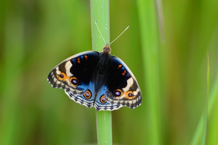beautiful Blue Pansy butterfly  Junonia orithya  on leaf near the road trackの写真素材
