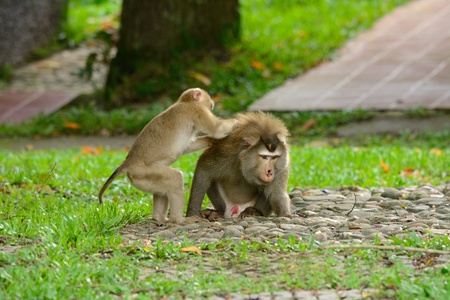 beautiful pig-tailed macaque  Macaca nemestrina  in Thai forestの写真素材