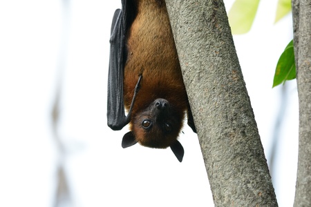 male lyie s flyingfoxの写真素材