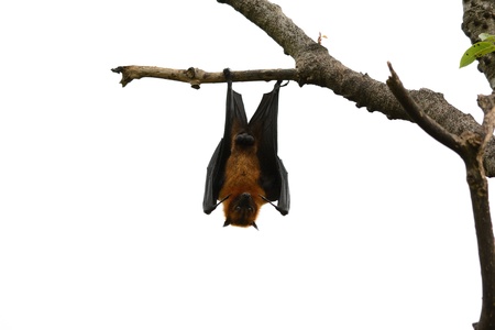 male lyie s flyingfox