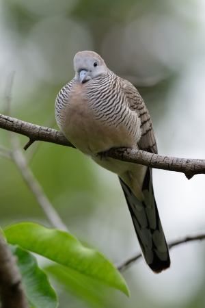 beautiful Zebra Dove  Geopelia striata  on the treeの写真素材